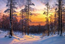 How is Humanity Doing as 2024 Ends? ∞The Creators, ∞ by Daniel Scranton winter, snow, forest