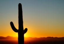 The Orion Wars & Earth Wars ∞The Pleiadian High Council of 7 ∞ by Daniel Scranton The sun is setting behind a tall cactus