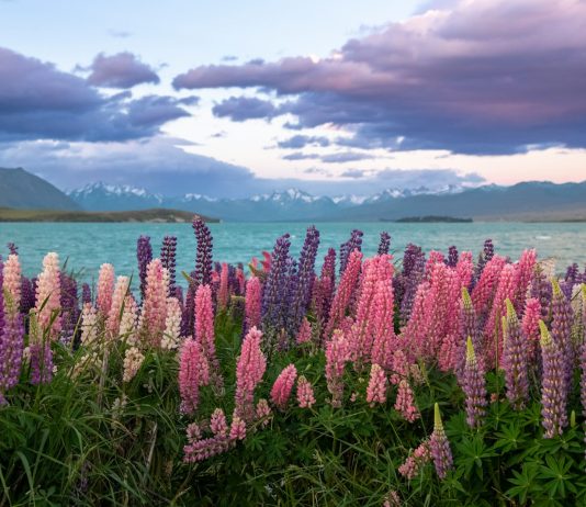 You Are Supported by Master Sananda – Natalie Glasson A field of flowers next to a body of water