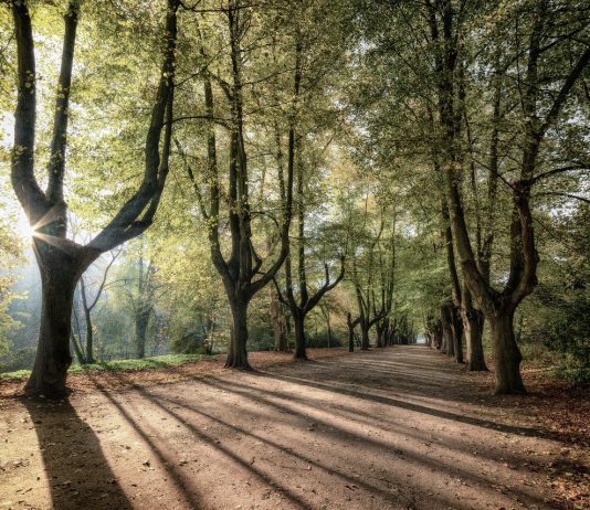Cosmic Connections by the Andromedans – Natalie Glasson trees sunrise, shadow, nature, landscape, mood, forest, park, avenue, road, shadow, shadow, shadow, shadow, shadow, forest, park, park, road
