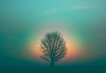 Your Innate Spiritual Intelligence ~ Angie leafless tree under purple sky