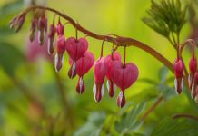 Eternity of Love by Master Yeshua – Natalie Glasson bleeding heart, pink, flower, in spring, ornamental plant, leaves, botany, nature, macro, spring blossoms, early, perennial, home garden, romance, delicate, japanese plant, april, detail, bud