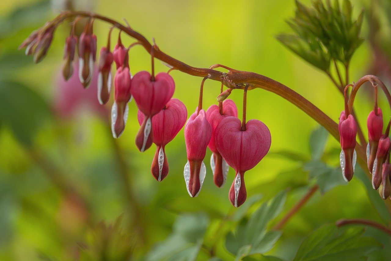 Eternity of Love by Master Yeshua – Natalie Glasson bleeding heart, pink, flower, in spring, ornamental plant, leaves, botany, nature, macro, spring blossoms, early, perennial, home garden, romance, delicate, japanese plant, april, detail, bud