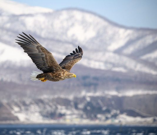 Become an Awakened Master ∞Thymus: ∞ by Daniel Scranton eagle, bird of prey, wildlife, predator, nature, winter, flight, flying, japan, snow, feathers, falconry, cold, mountains, landscape, wild, scenery, wing, winter landscape